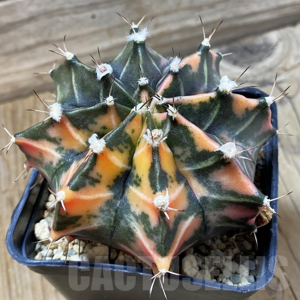 SH24976 Gymnocalycium mihanovichii f. variegata, 6 years old seedling