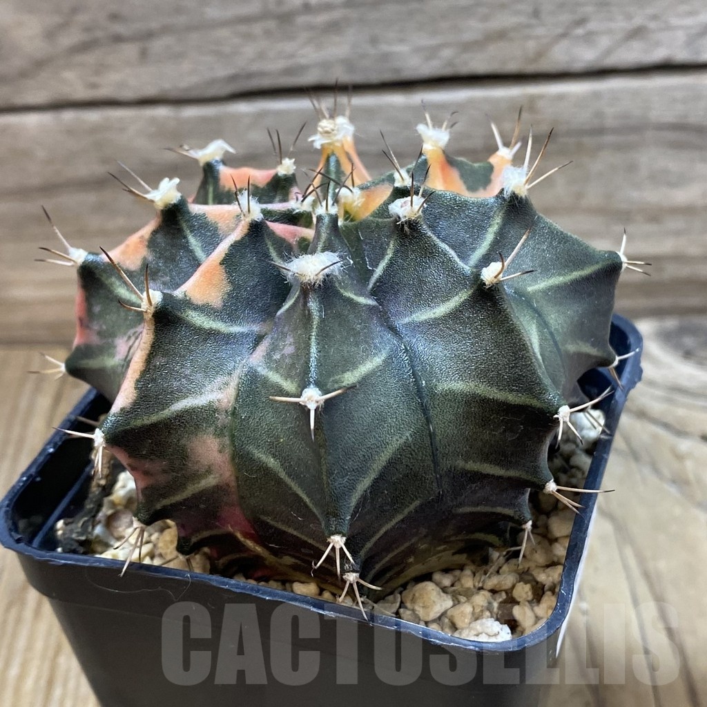 SH24976 Gymnocalycium mihanovichii f. variegata, 6 years old seedling - Image 2