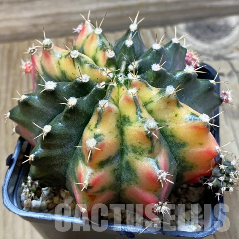 SH24977 Gymnocalycium mihanovichii f. variegata, 6 years old seedling