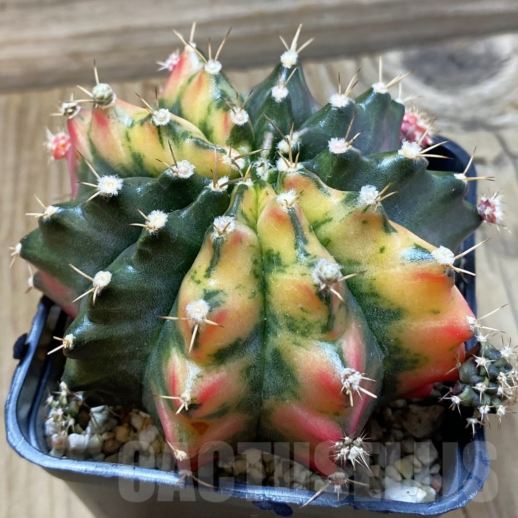 SH24977 Gymnocalycium mihanovichii f. variegata, 6 years old seedling