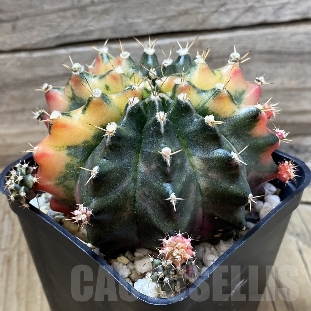 SH24977 Gymnocalycium mihanovichii f. variegata, 6 years old seedling - Image 2