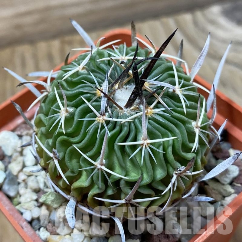 SH24978 Echinofossulocactus sp., 6 years old