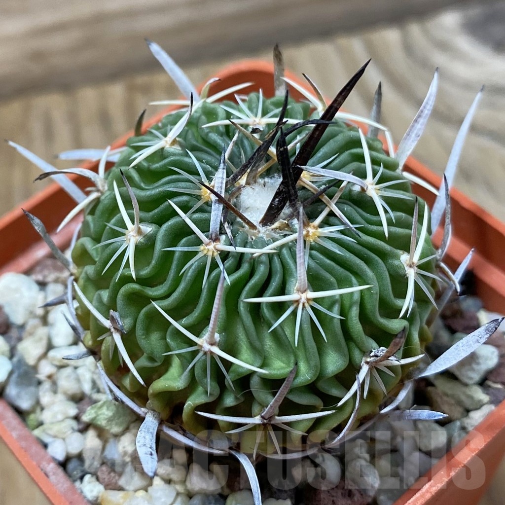 SH24978 Echinofossulocactus sp., 6 years old