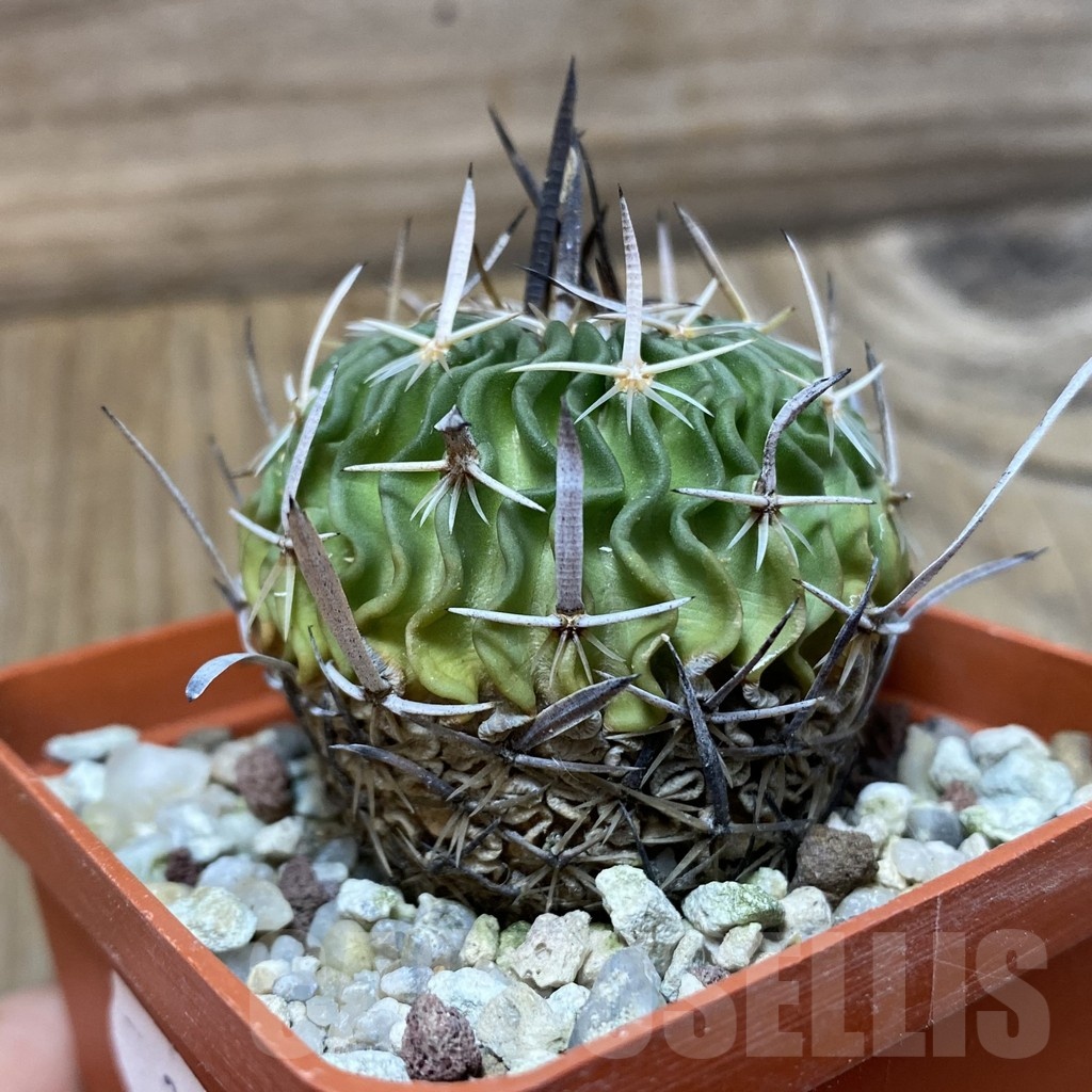 SH24978 Echinofossulocactus sp., 6 years old - Image 2