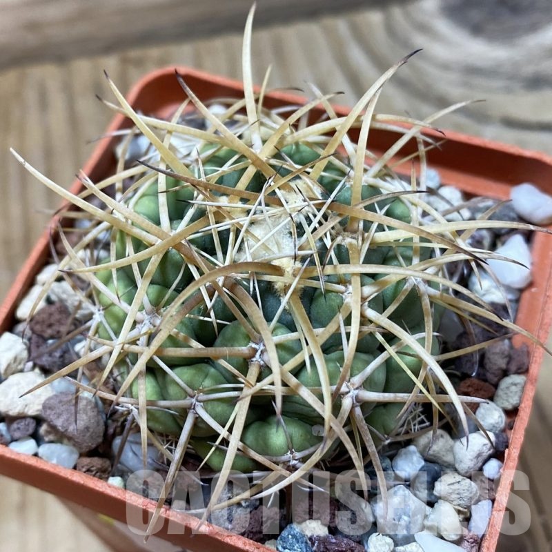SH24979 Coryphantha andreae
