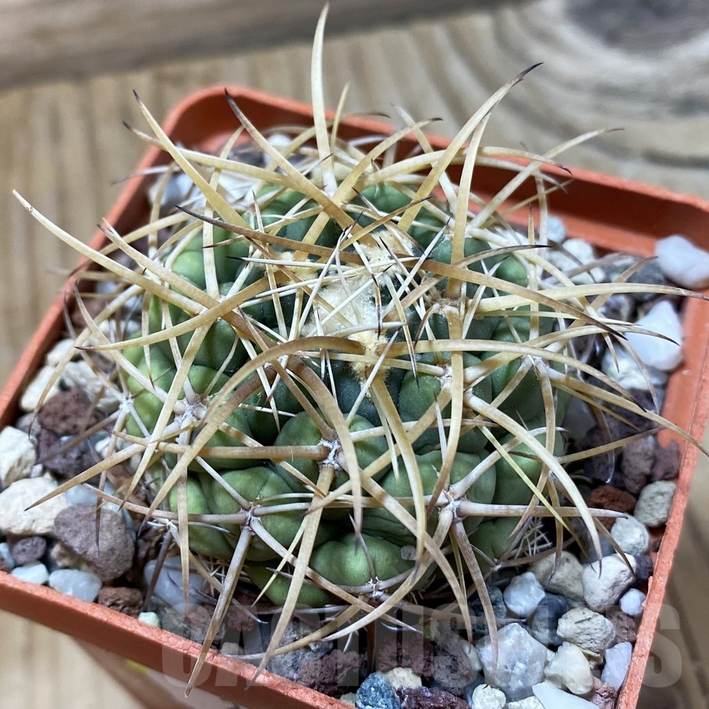 SH24979 Coryphantha andreae