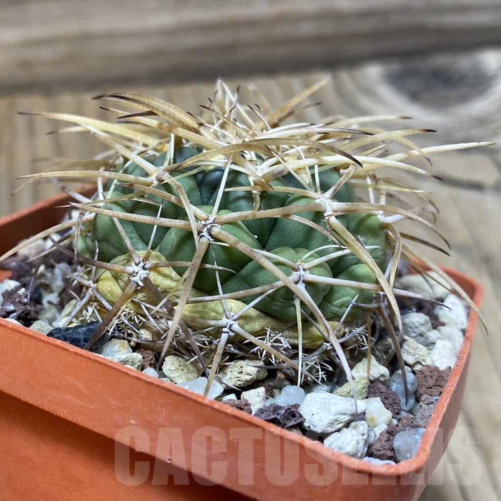 SH24979 Coryphantha andreae - Image 2