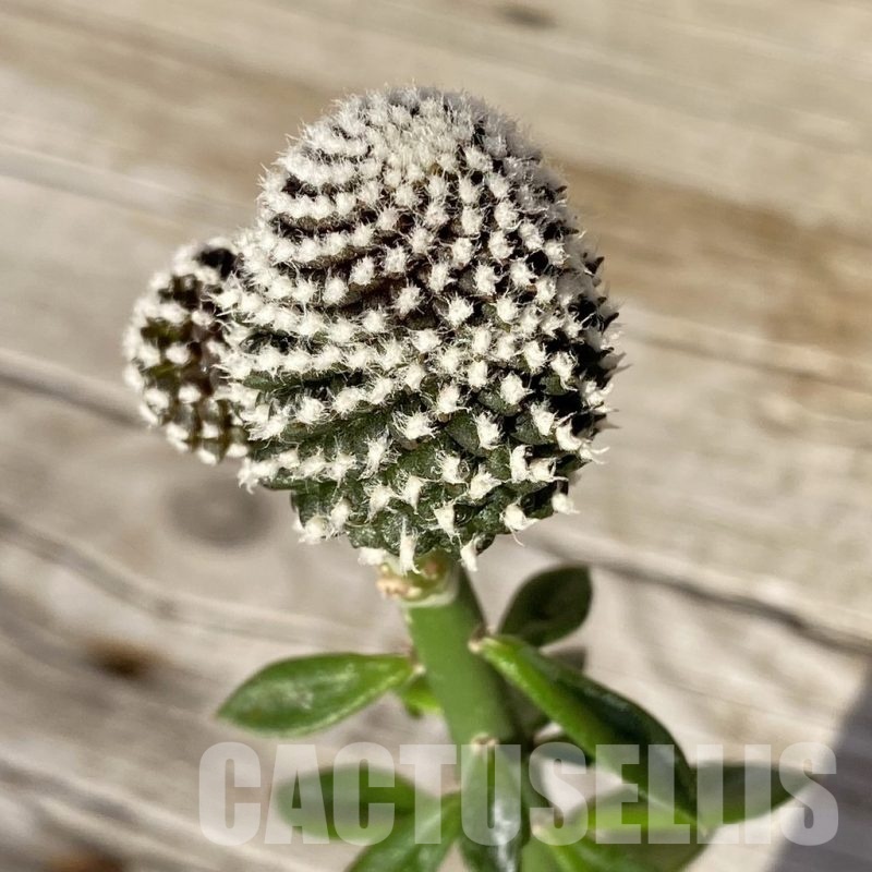 SH24980 Copiapoa tenuissima f. monstrosa, grafted