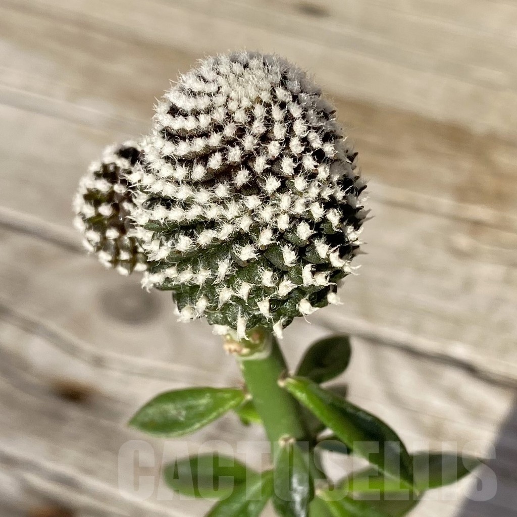 SH24980 Copiapoa tenuissima f. monstrosa, grafted