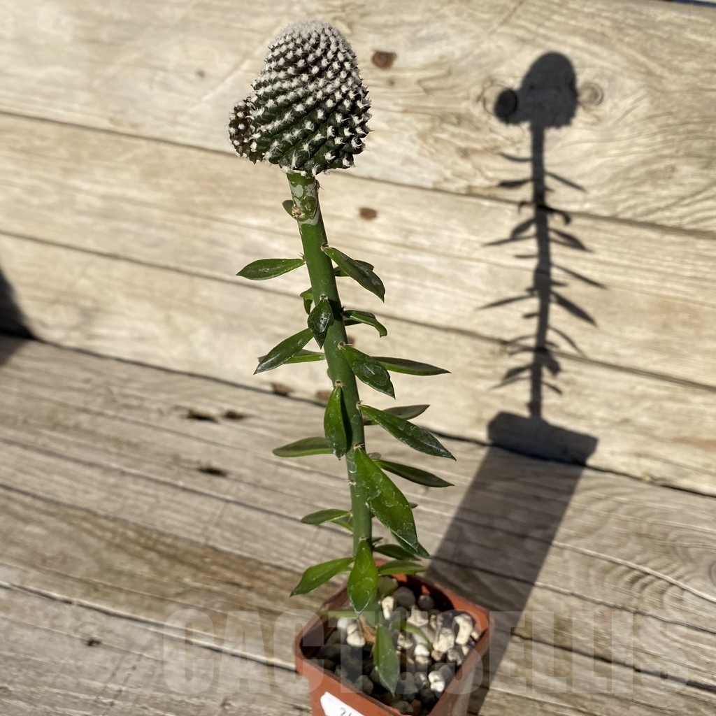 SH24980 Copiapoa tenuissima f. monstrosa, grafted - Image 2