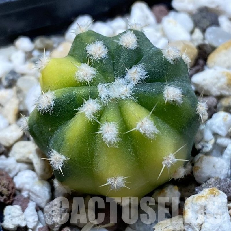 SH24981 Echinopsis subdenudata f. variegata