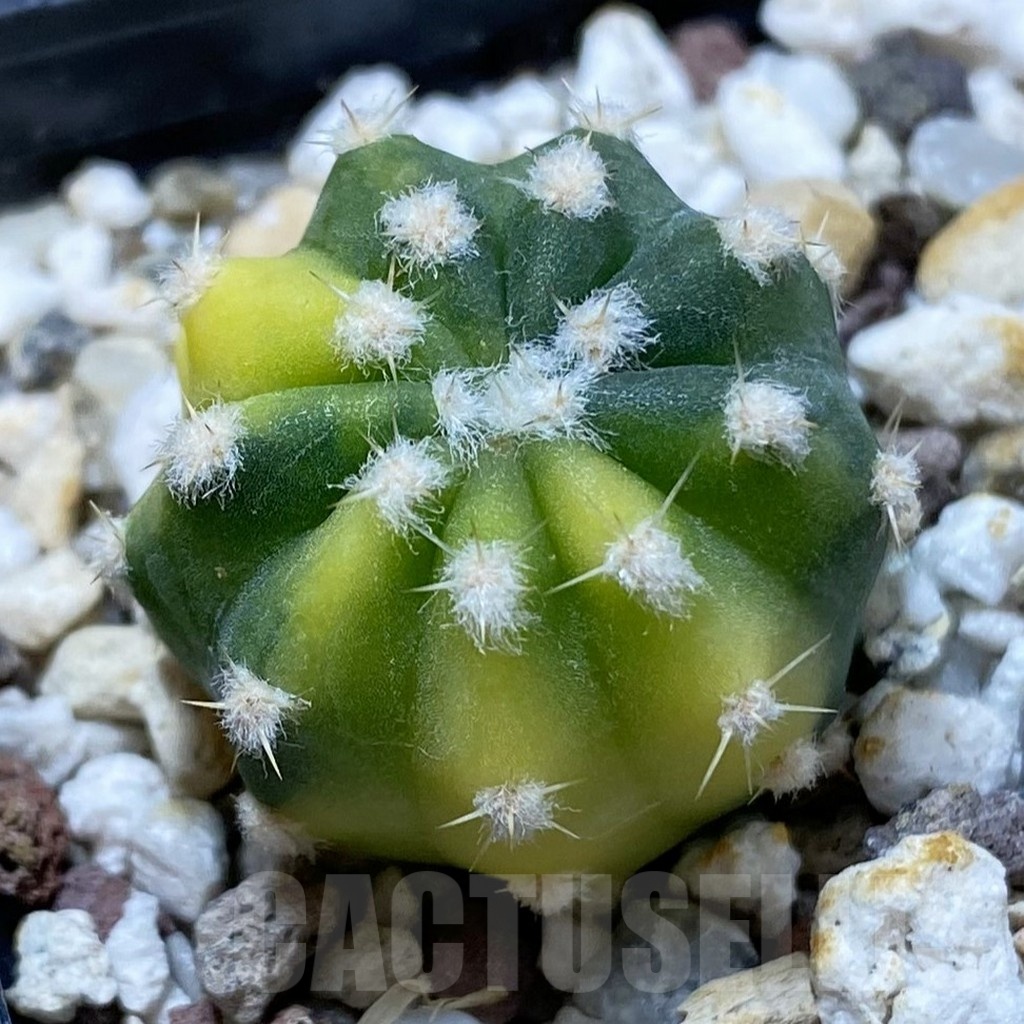 SH24981 Echinopsis subdenudata f. variegata