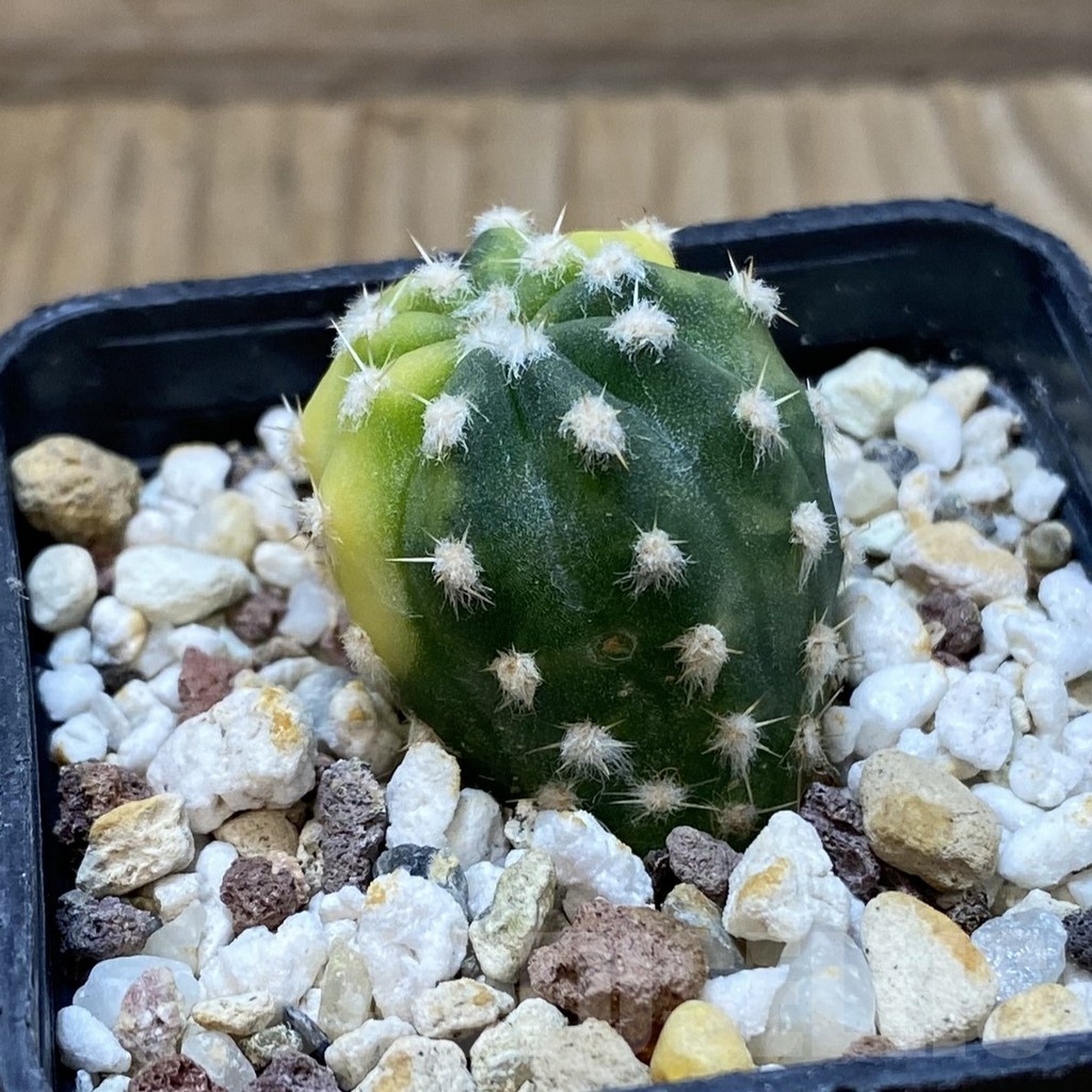 SH24981 Echinopsis subdenudata f. variegata - Image 2