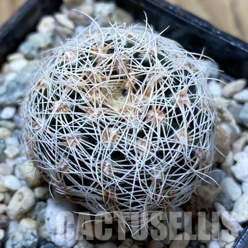SH24982 Gymnocalycium bruchii