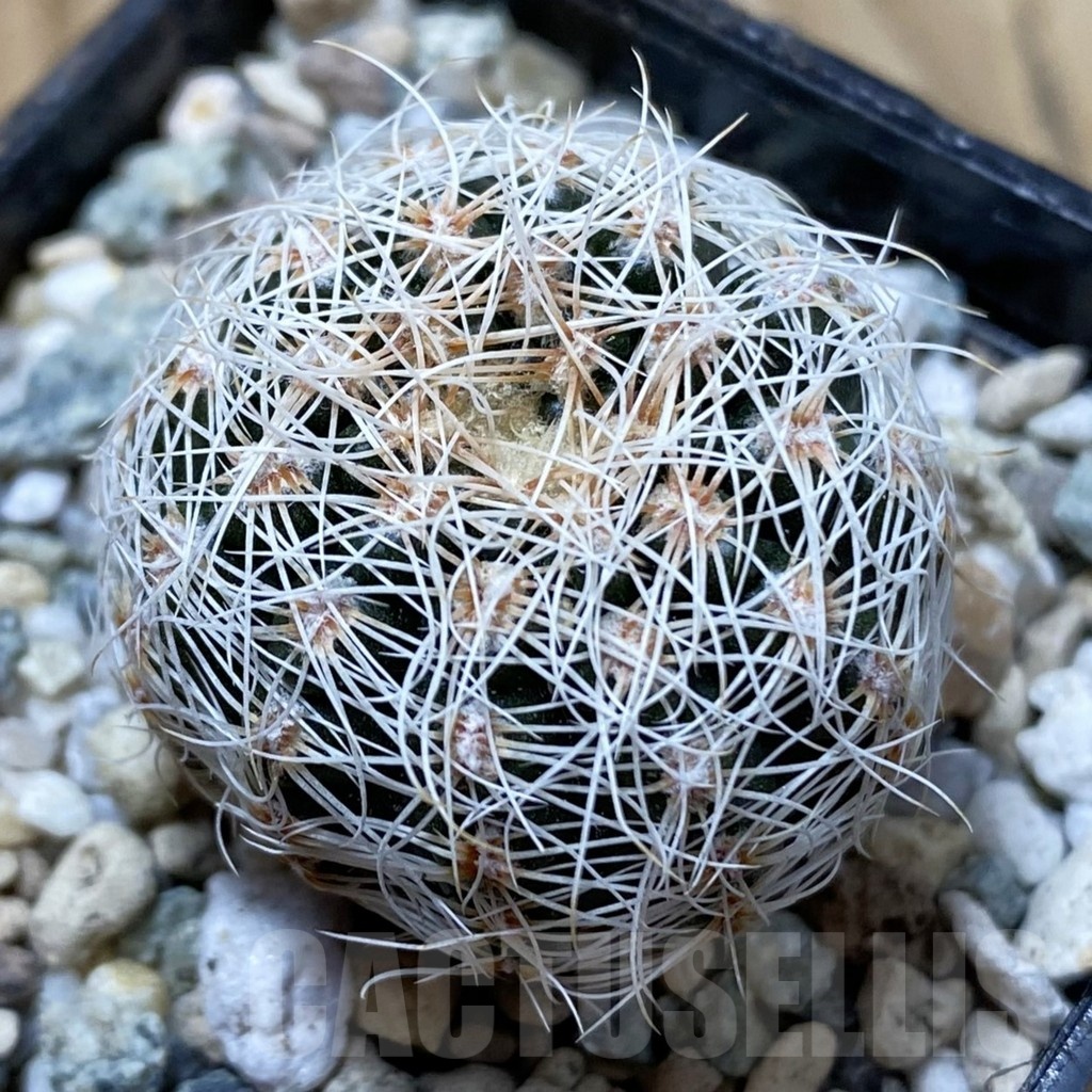 SH24982 Gymnocalycium bruchii