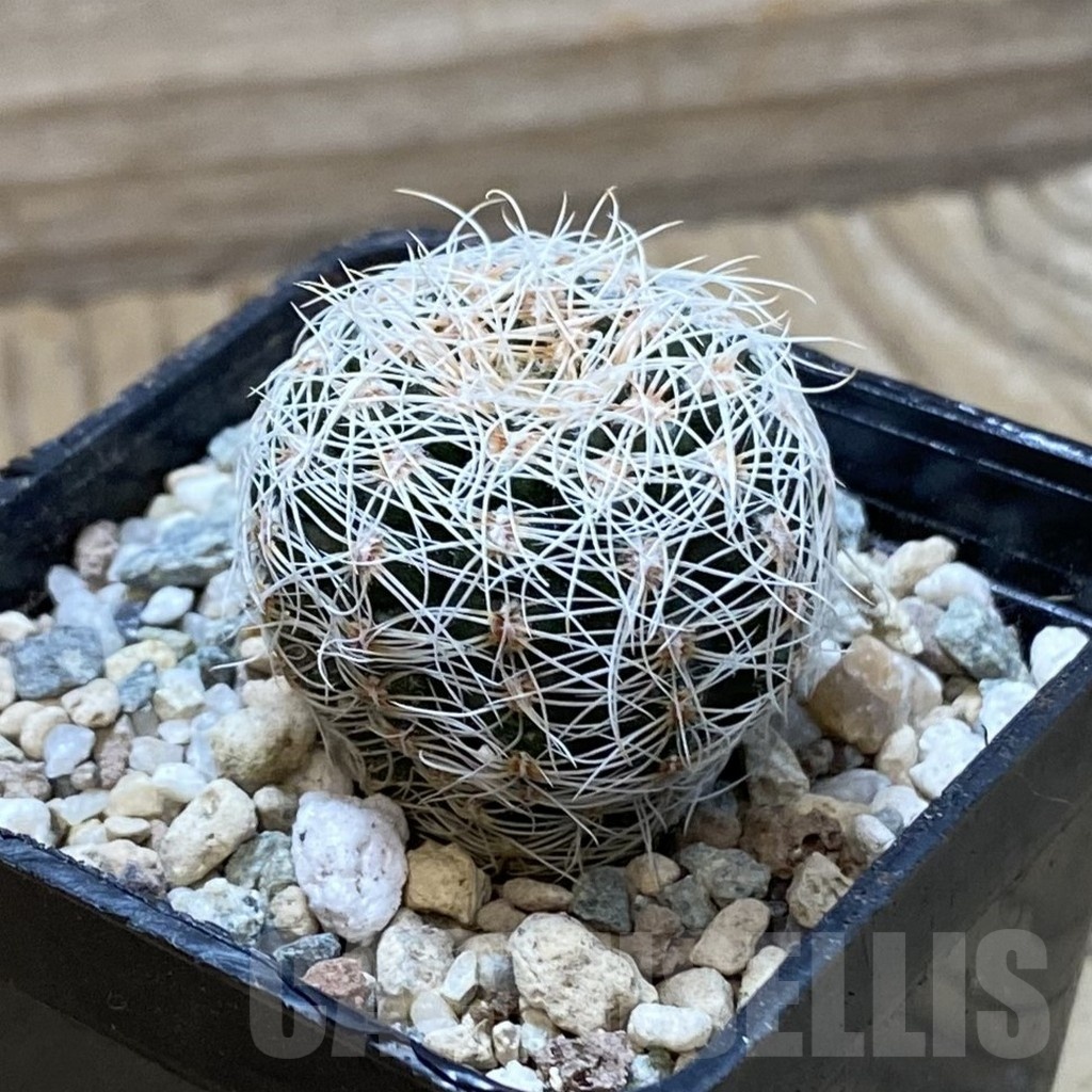 SH24982 Gymnocalycium bruchii - Image 2