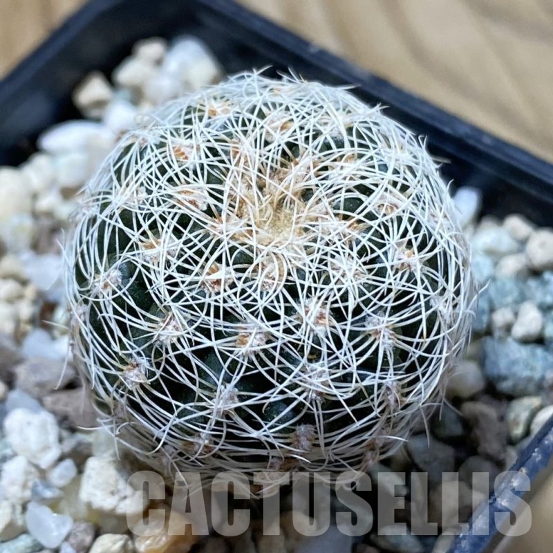 SH24983 Gymnocalycium bruchii