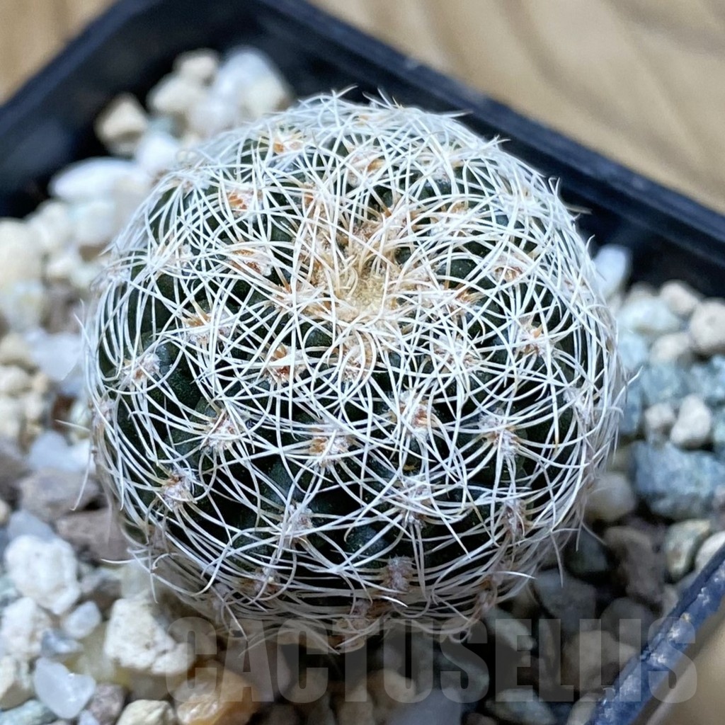 SH24983 Gymnocalycium bruchii