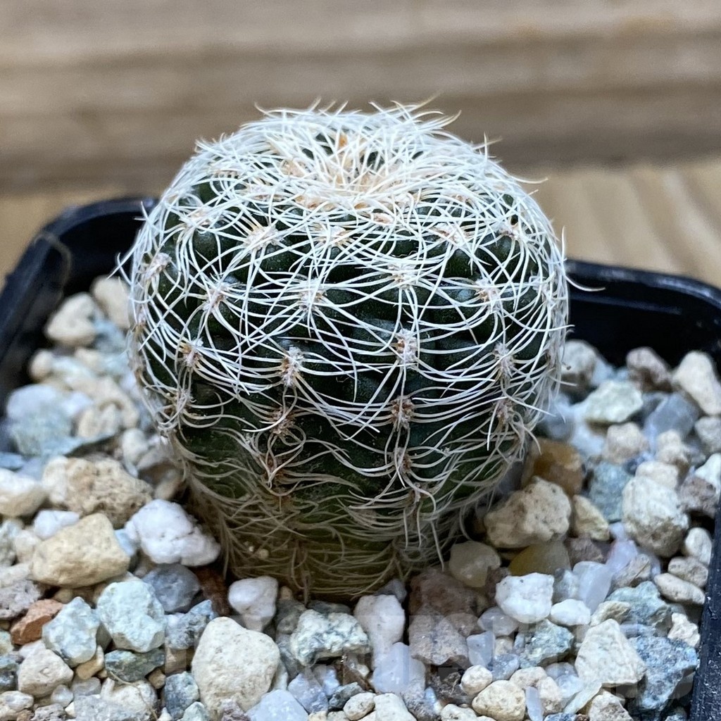 SH24983 Gymnocalycium bruchii - Image 2
