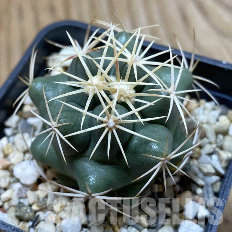 SH24984 Thelocactus hexaedrophorus