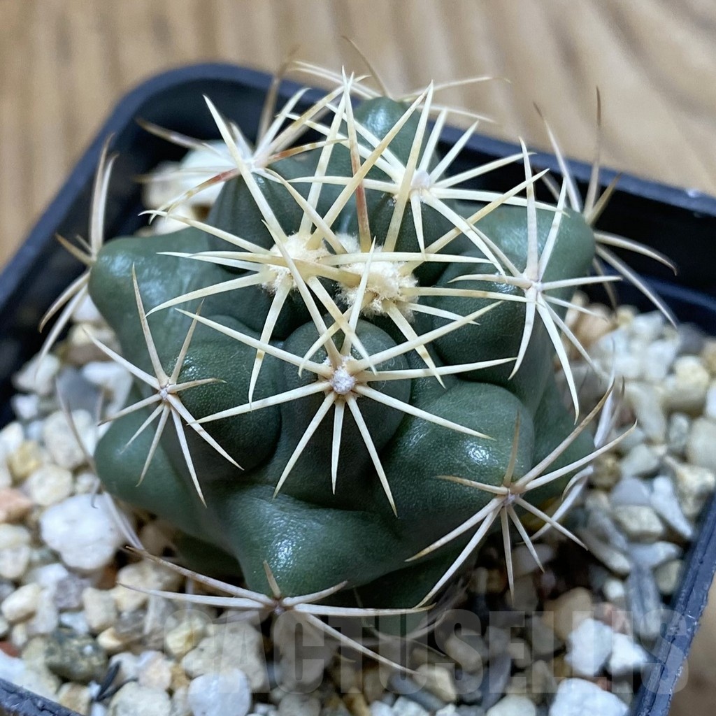 SH24984 Thelocactus hexaedrophorus