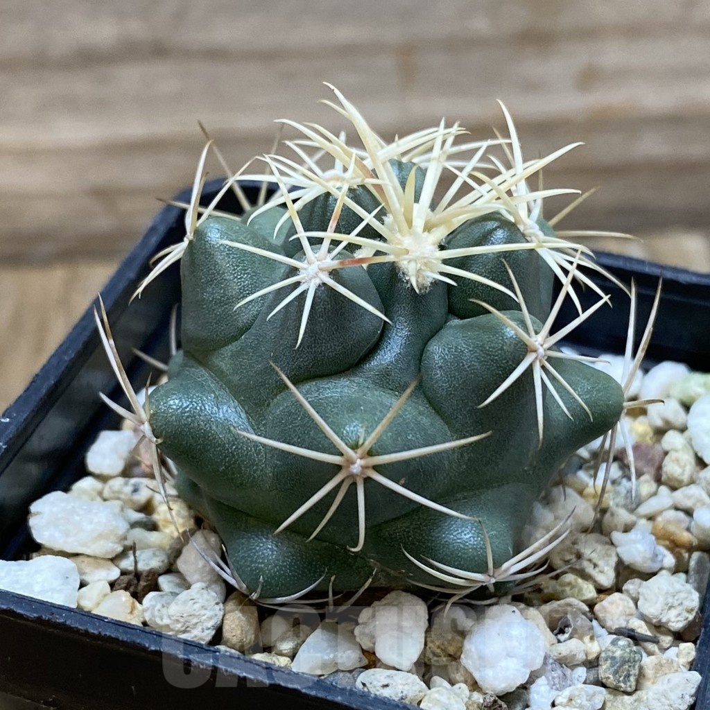 SH24984 Thelocactus hexaedrophorus - Image 2
