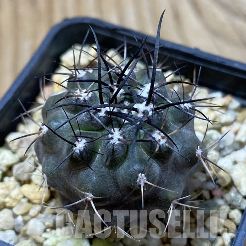 SH24985 Eriosyce aff. carrizalensis