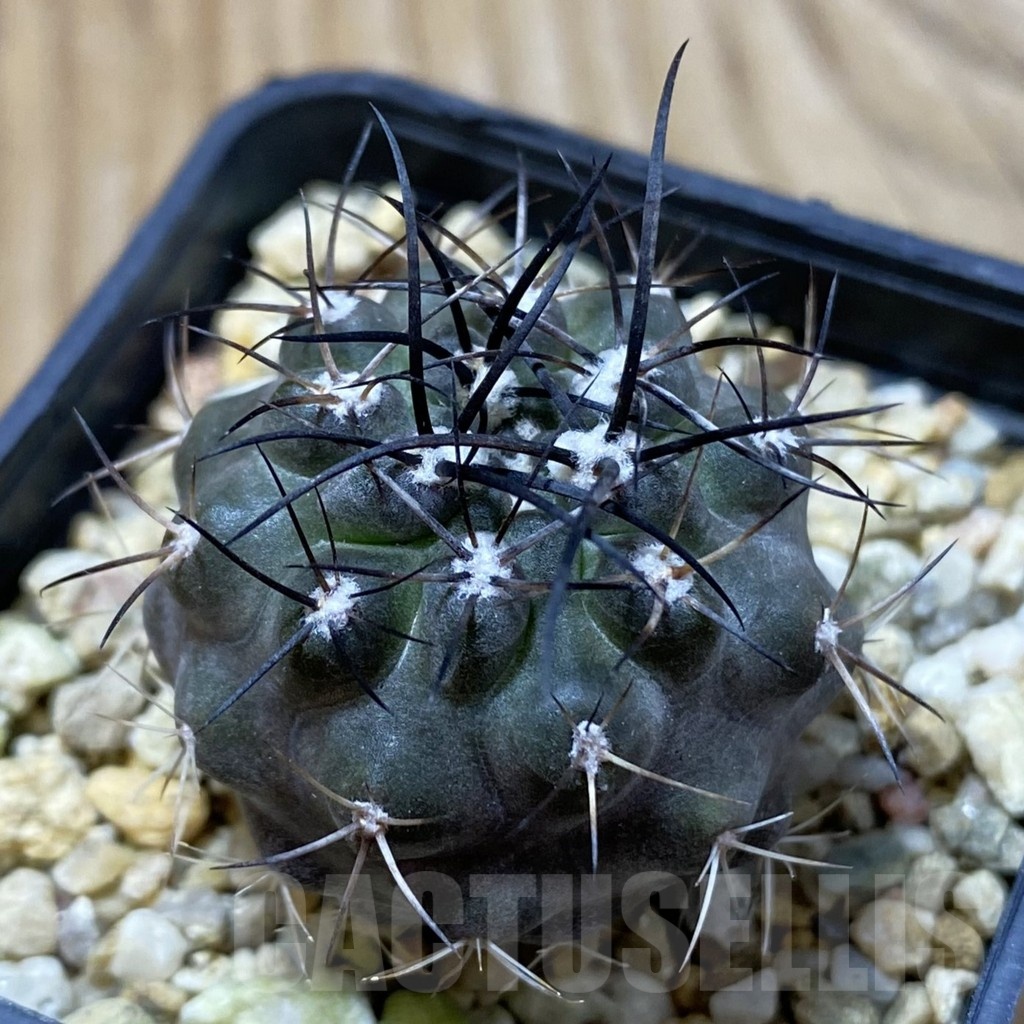 SH24985 Eriosyce aff. carrizalensis