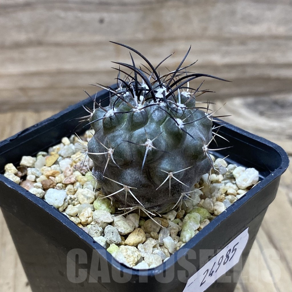 SH24985 Eriosyce aff. carrizalensis - Image 2