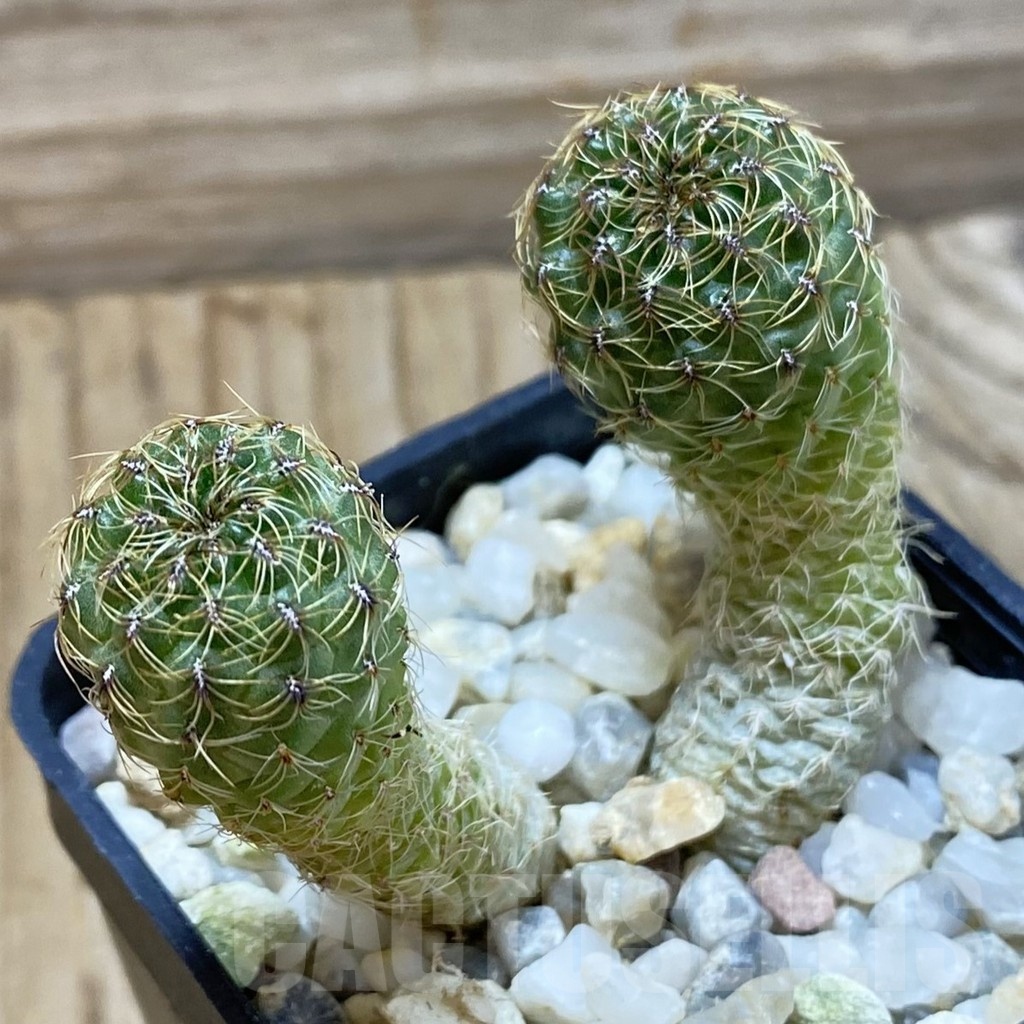 SH24986 sulcorebutia losenickyana