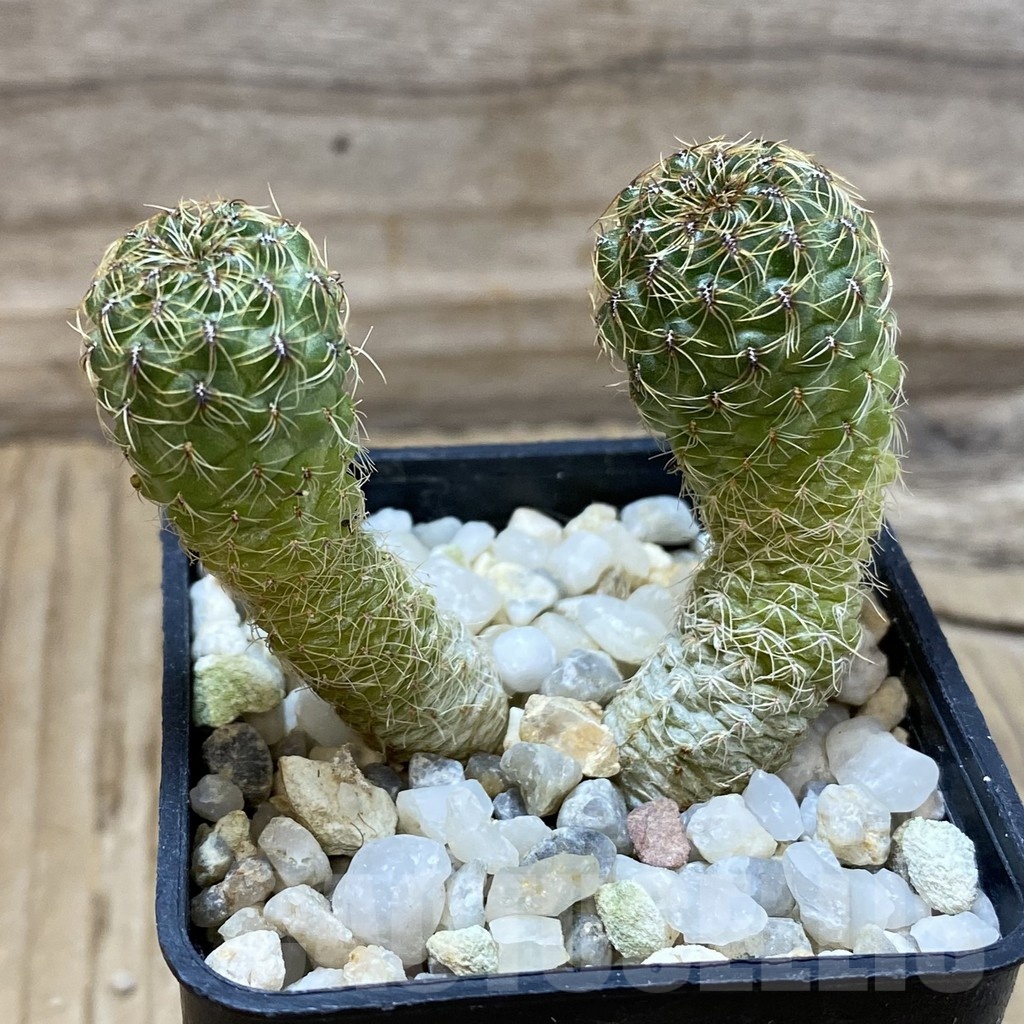 SH24986 sulcorebutia losenickyana - Image 2