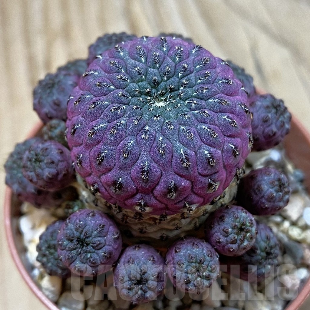 SH24987 Sulcorebutia rauschii