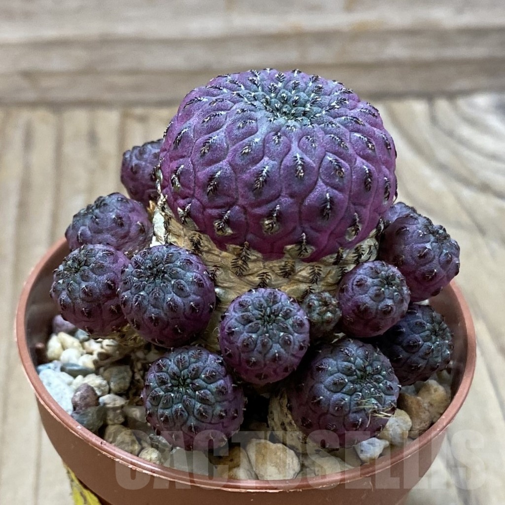 SH24987 Sulcorebutia rauschii - Image 2