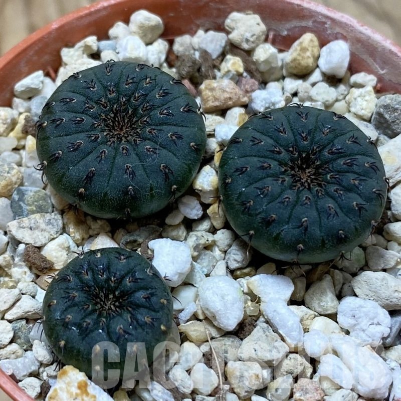 SH24988 Frailea castanea, 3 plants