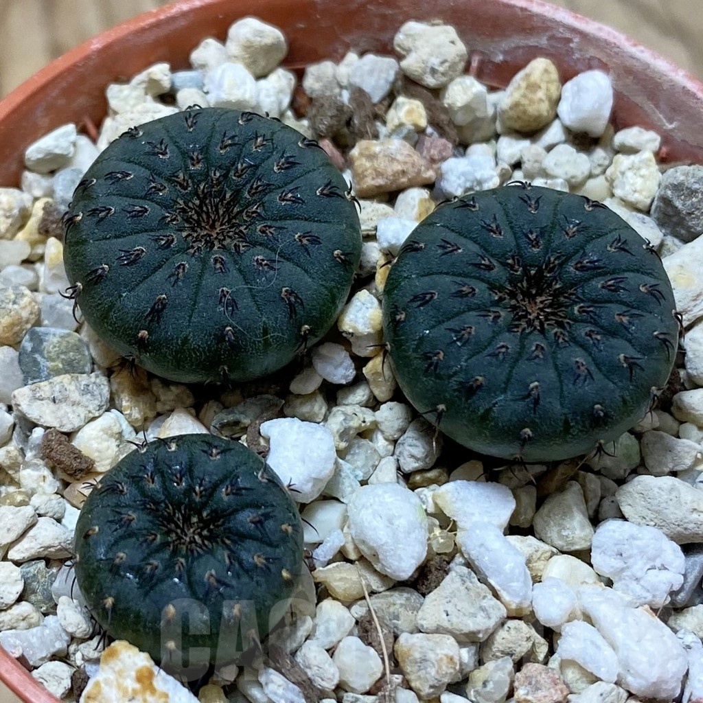 SH24988 Frailea castanea, 3 plants