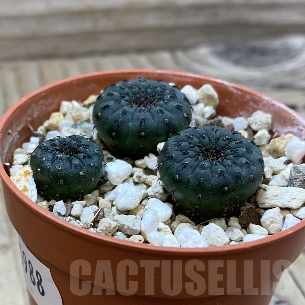 SH24988 Frailea castanea, 3 plants - Image 2