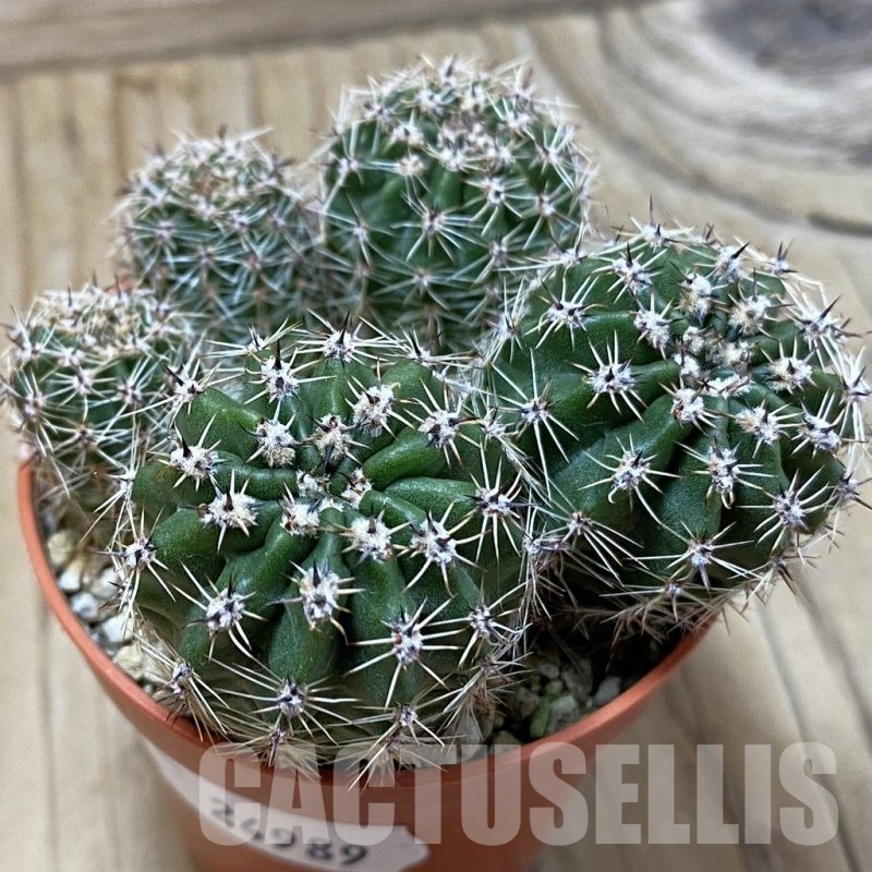 SH24989 Echinopsis hybrids 'Yellow Flowers'