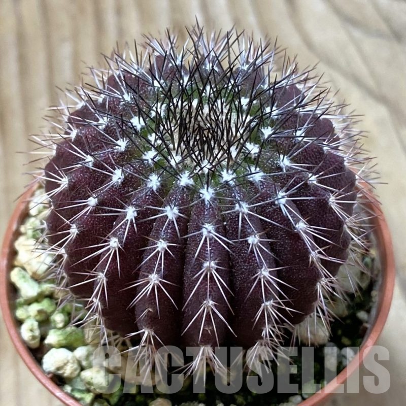 SH24990 Uebelmannia pectinifera