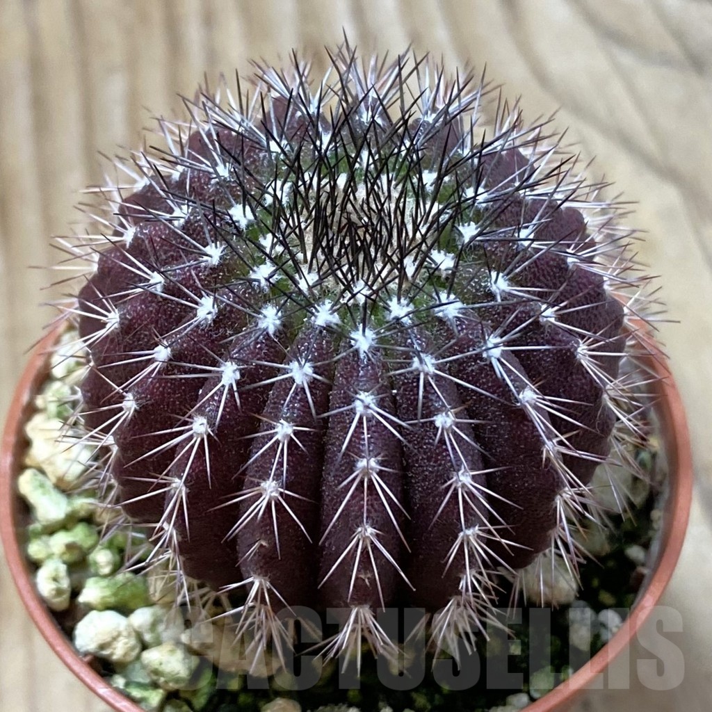 SH24990 Uebelmannia pectinifera