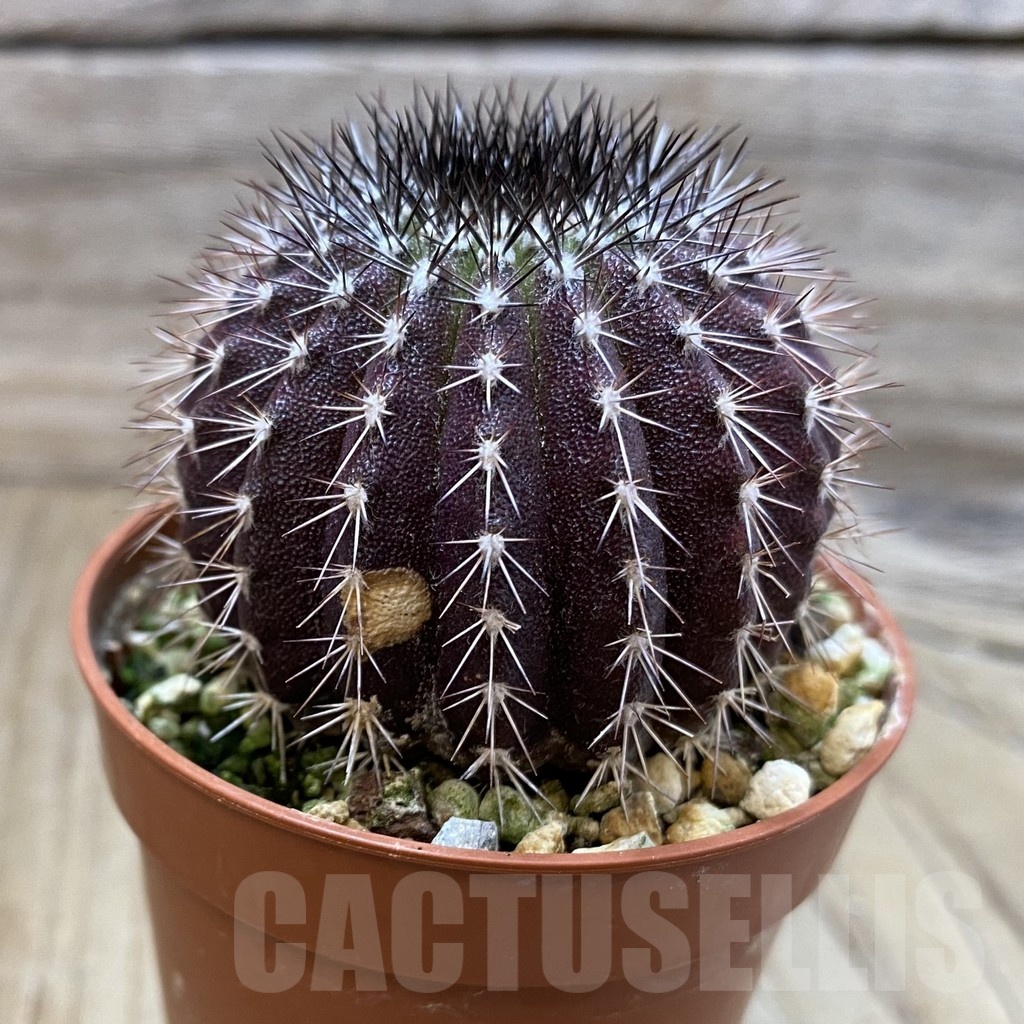 SH24990 Uebelmannia pectinifera - Image 2