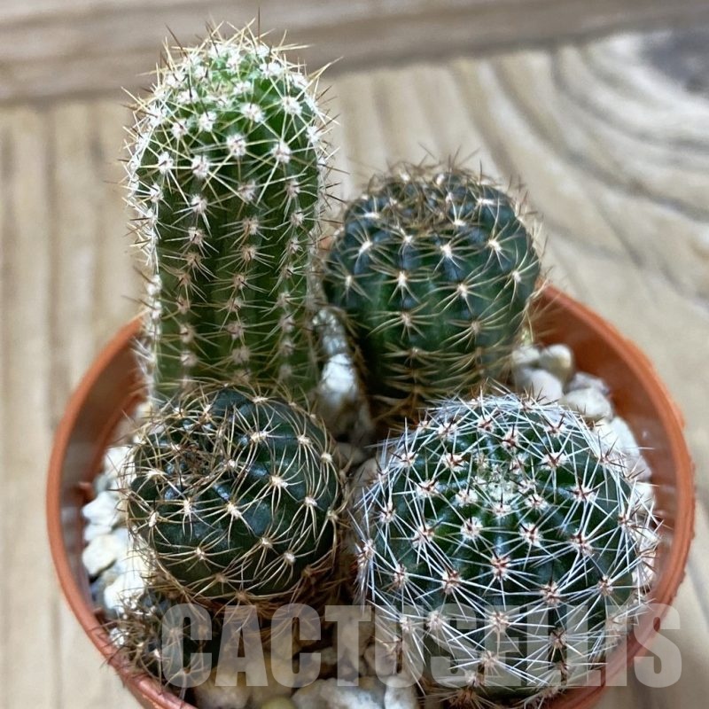 SH24991 Echinopsis mix