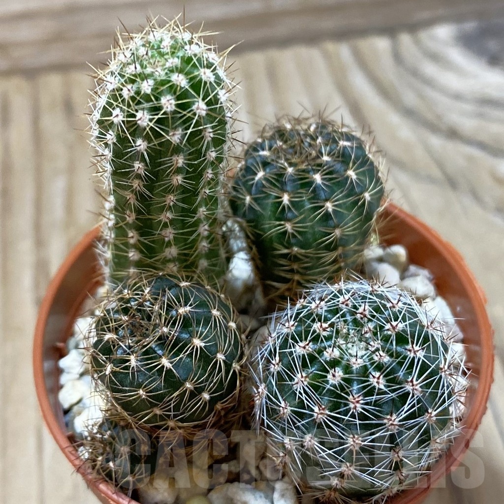 SH24991 Echinopsis mix