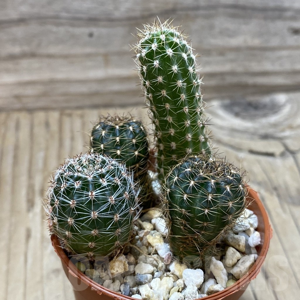 SH24991 Echinopsis mix – Image 2