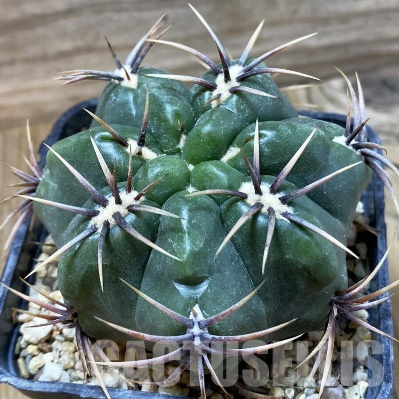 SH24971 Gymnocalycium achirasense, 7 years old
