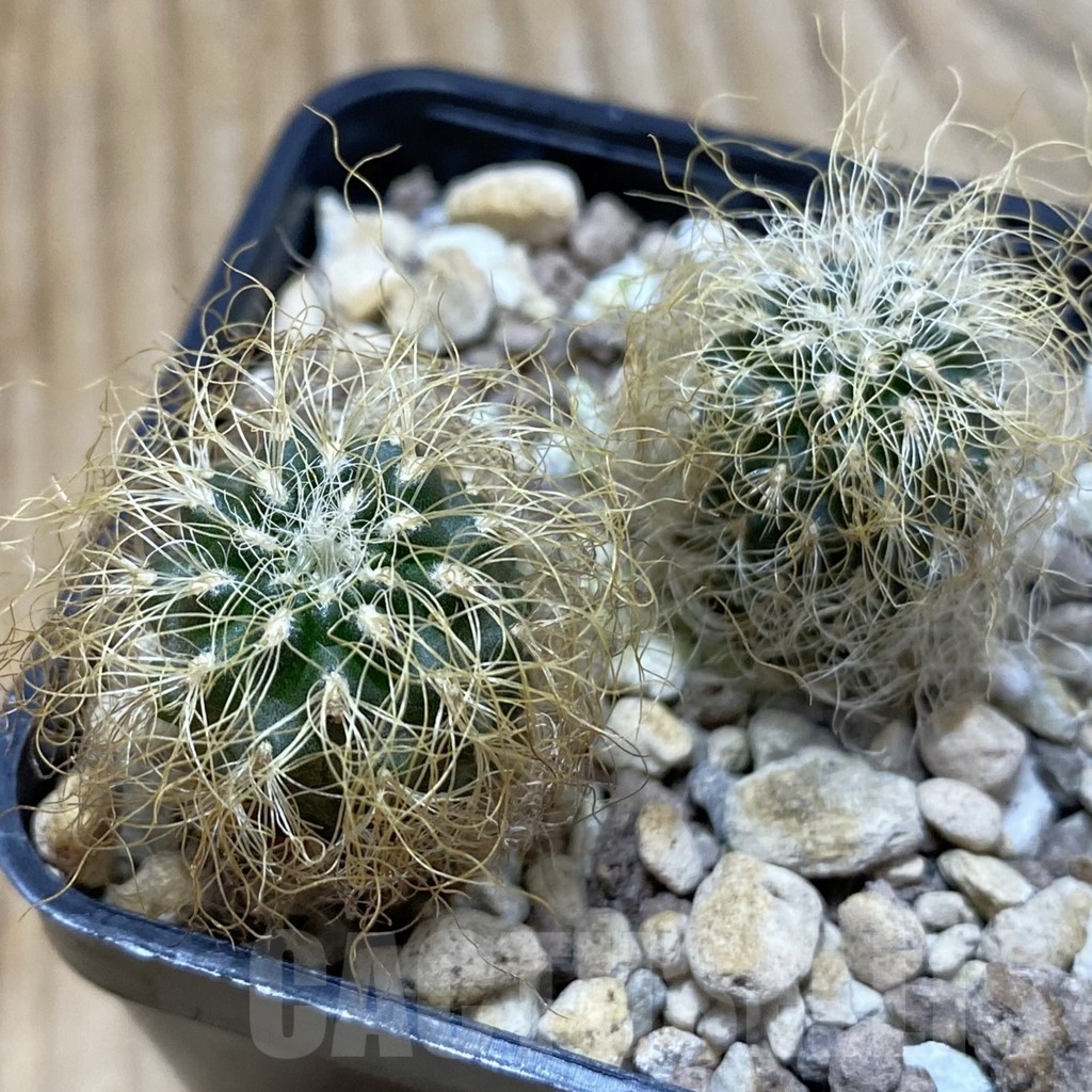 SH24992 Sulcorebutia patriciae, 2 plants