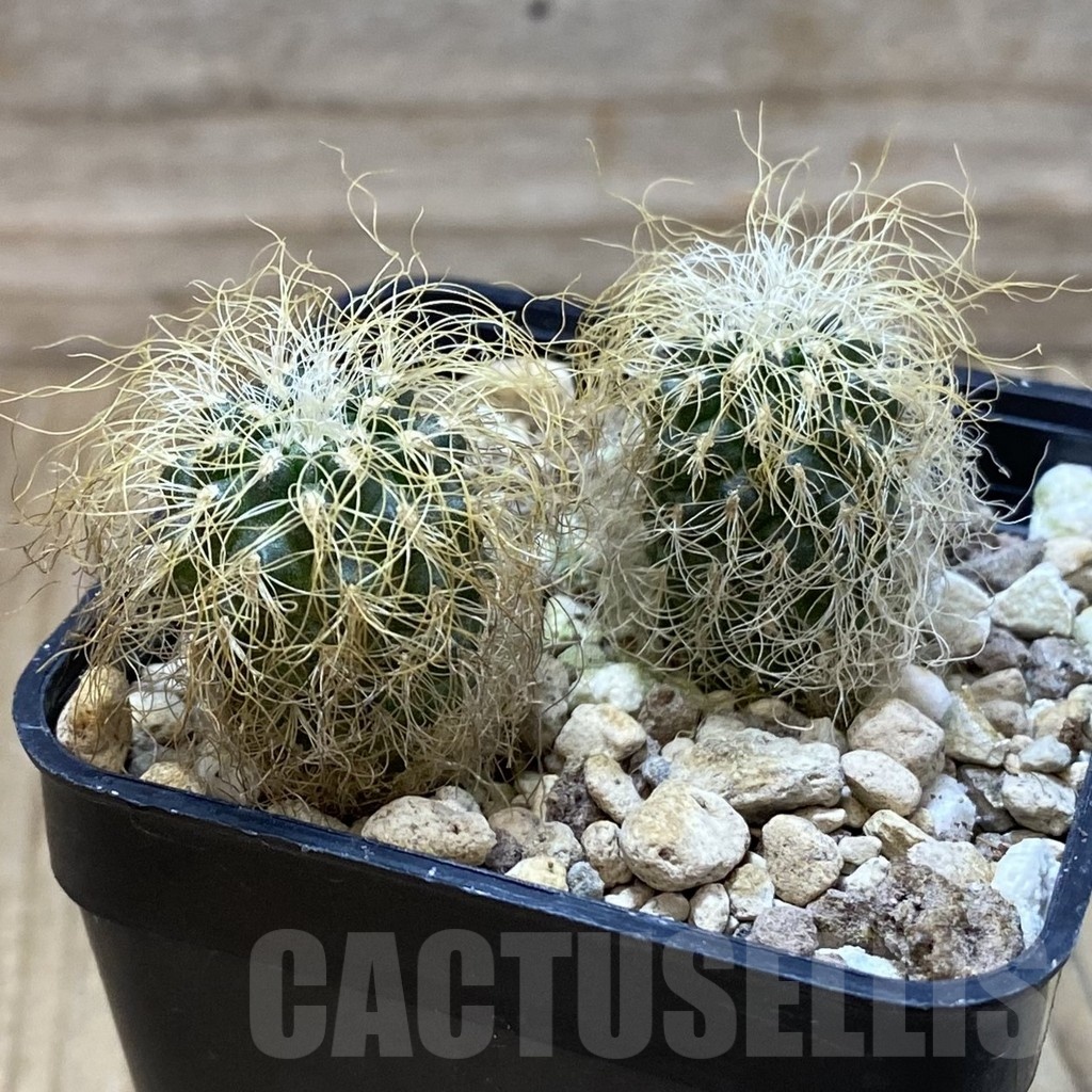 SH24992 Sulcorebutia patriciae, 2 plants – Bild 2