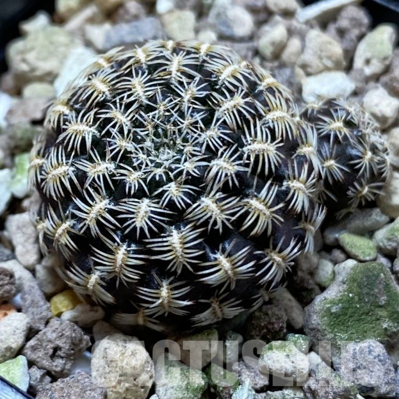 SH24994 Sulcorebutia augustinii LH 1721