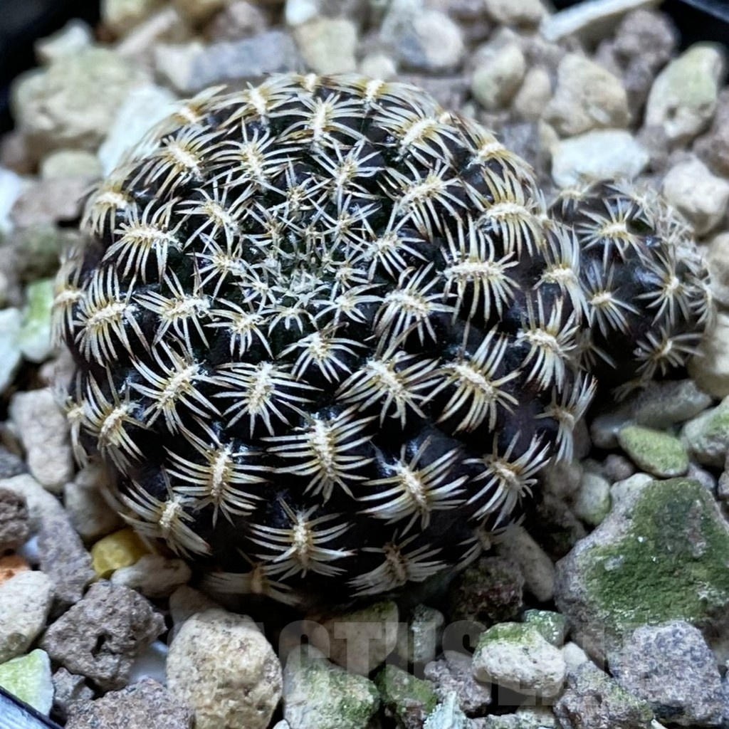 SH24994 Sulcorebutia augustinii LH 1721