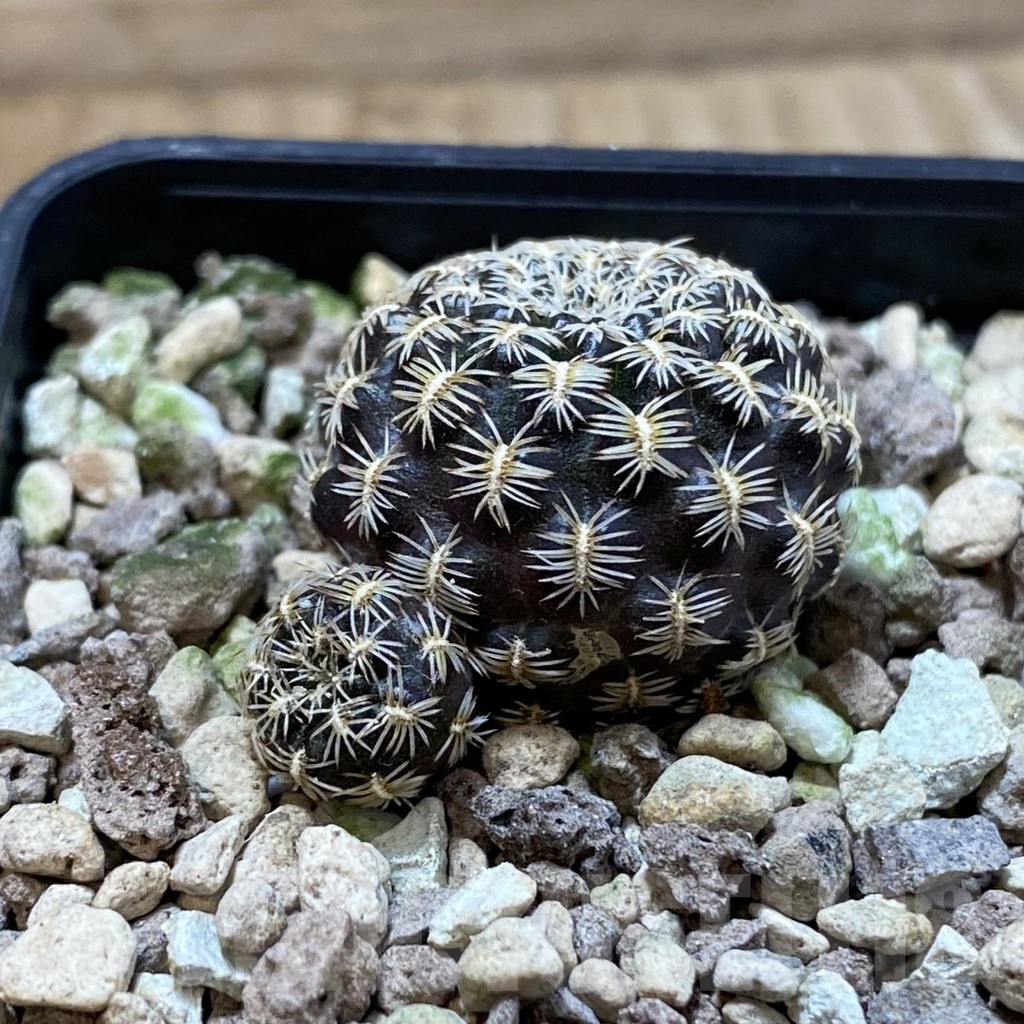 SH24994 Sulcorebutia augustinii LH 1721 - Obrázek 2