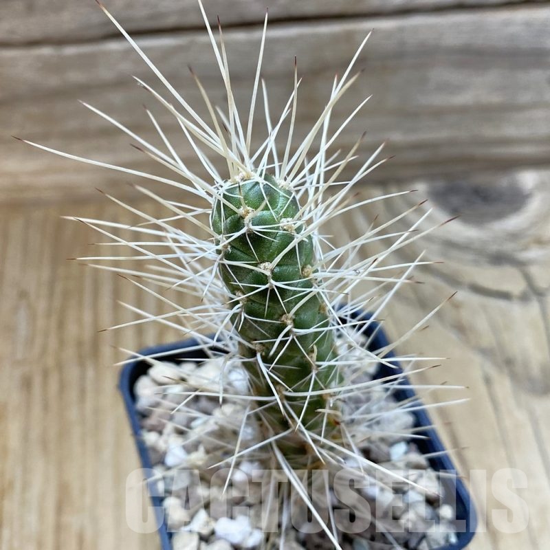 SH24995 Tephrocactus weberi